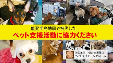 能登半島地震で被災したペット支援に協力を！！!残り2日となりました のトップ画像
