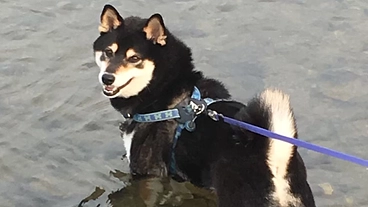 柴犬の小鉄（♂）のがんの治療費をご支援ください！ のトップ画像