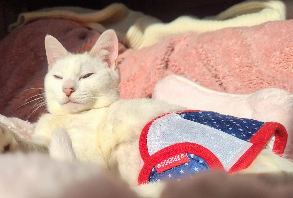 今日はひなたぼっこ