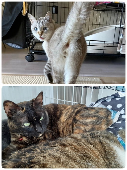 【つくし君】【くるみちゃん】の治療