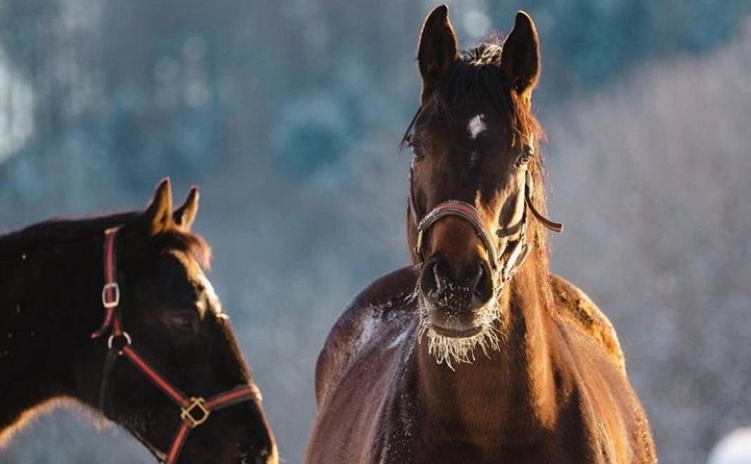 感謝のメールをお送りします｜3,000円