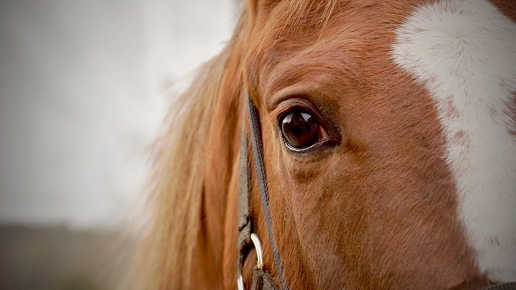 競走馬生産育成牧場【奥山ファーム】火災に見舞われた厩舎再建を応援！