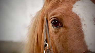 クラウドファンディング終了のご報告