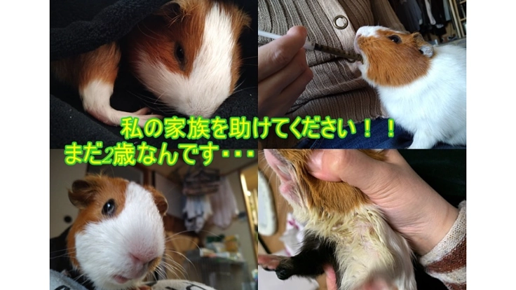 不正咬合になったうちのモルモットを助けてください!