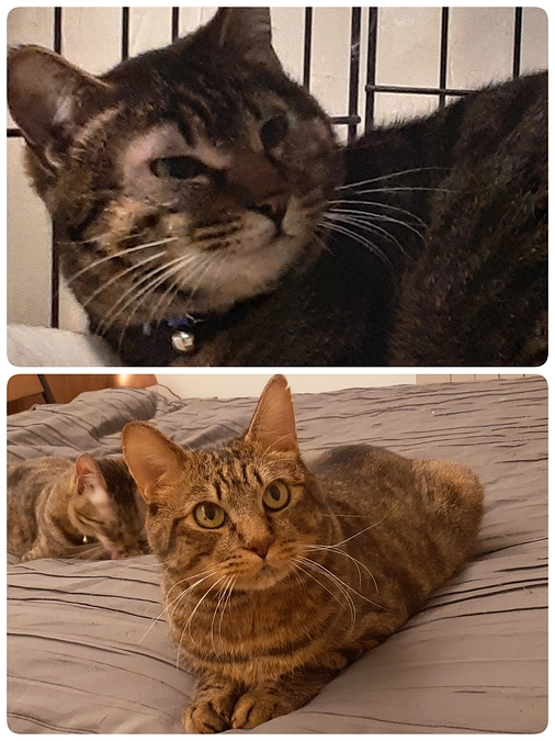 【くぅ君】【凪君】の通院について