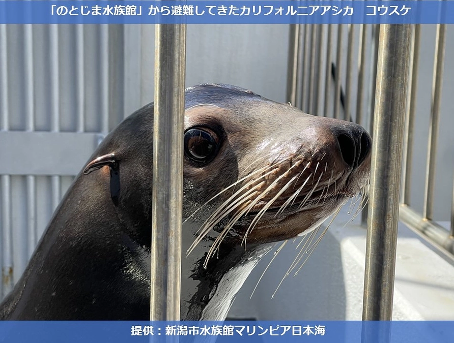 カリフォルニアアシカ「コウスケ」の近況