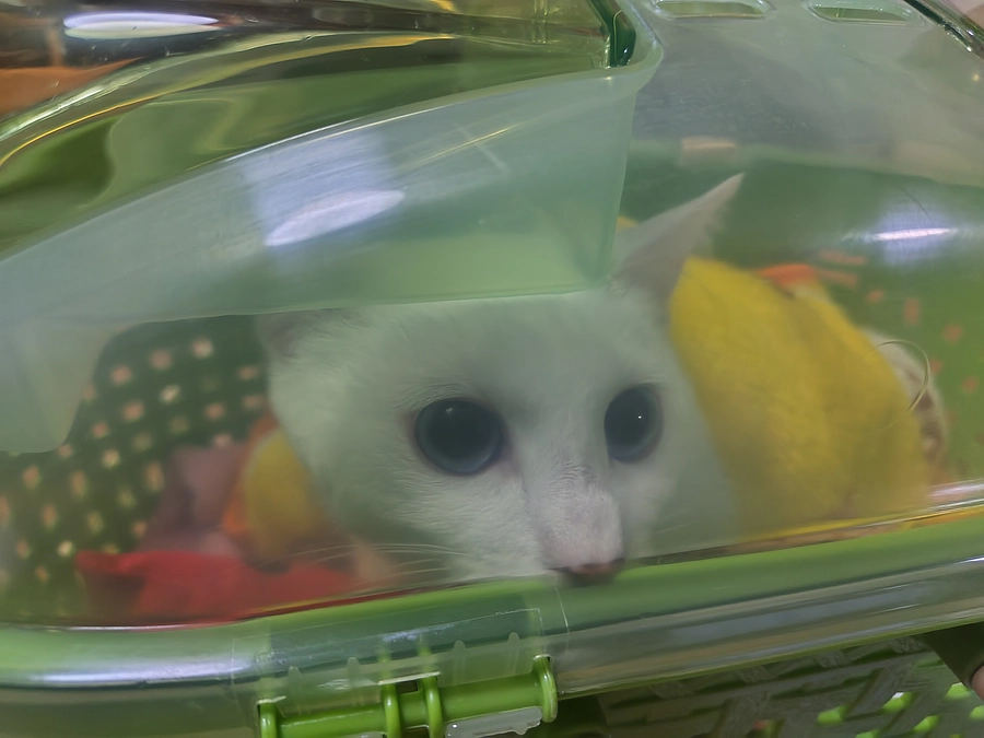 しっぽちゃん入院しました！