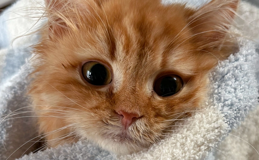 【感謝メール+写真2枚】頑張れぱっぽちゃん!