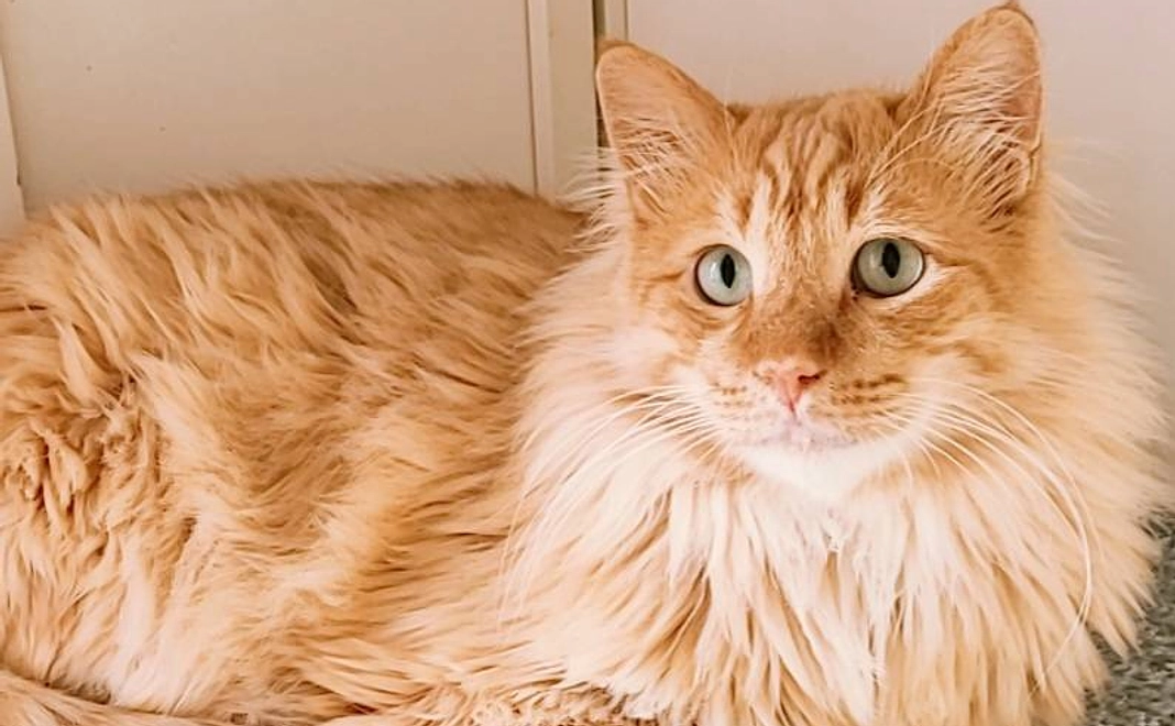 【10,000円】全力応援コース