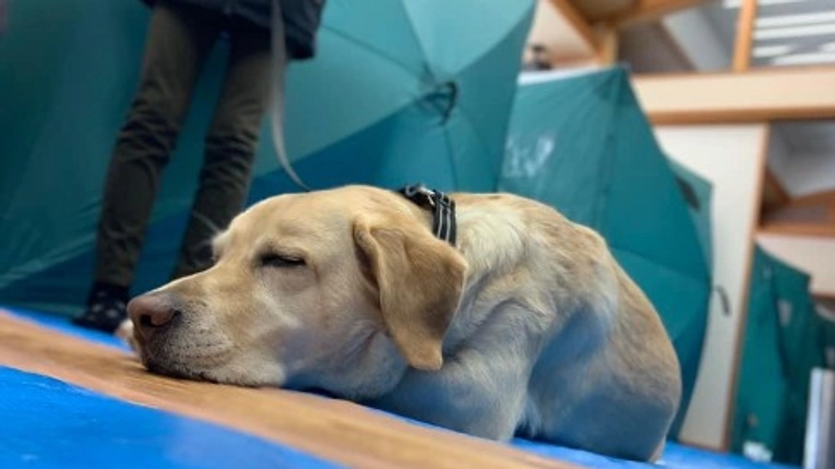 令和6年能登半島地震　被災ペット支援活動