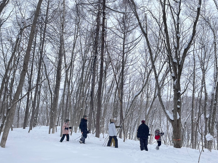 三月のメープル樹液採取日程