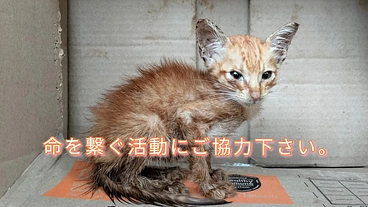 過酷な環境下で生きてきた子たちです。保護を続けさせて下さい!! のトップ画像