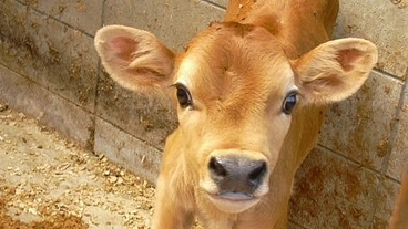 【第二弾】一頭では終わらない、殺されてしまうジャージー牛を助けたい のトップ画像