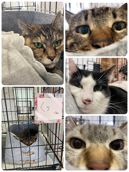 昨日9日(土)の星空ねこお見合い会のご報告