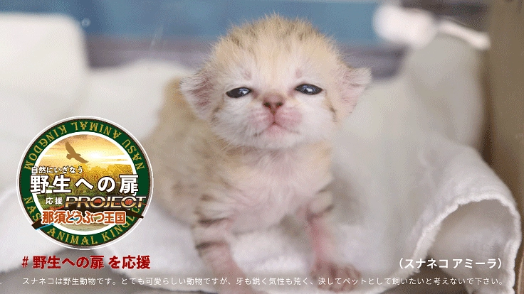 自然にいざなう"野生への扉"｜那須どうぶつ王国応援プロジェクト