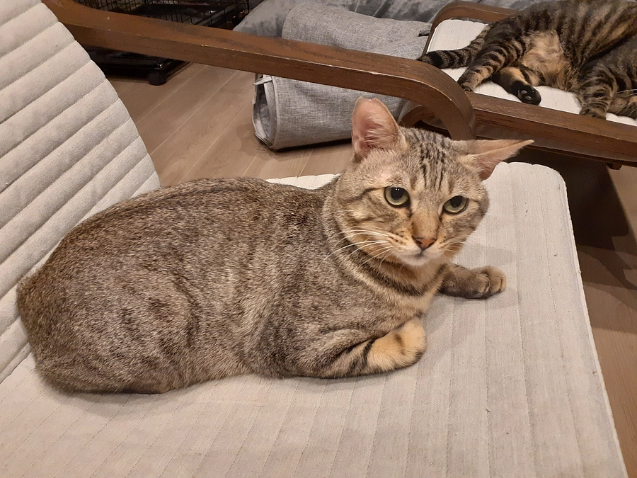 【もみじ君】の医療について