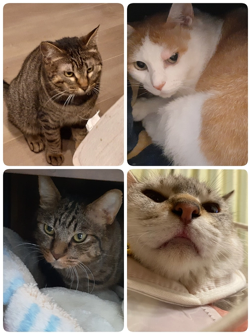 【ちゃたん】【凪君】【つくし君】【くぅ君】の医療について