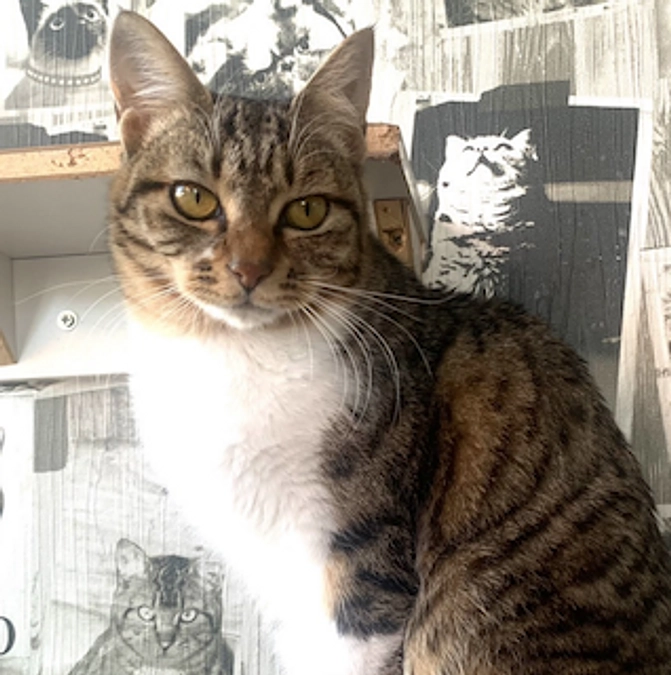 R6. 3.1 保護猫の家 ARIGATO 活動日記