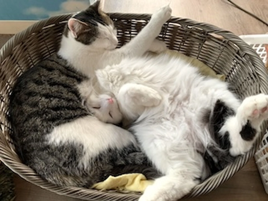 R6. 3.1 保護猫の家 ARIGATO 活動日記