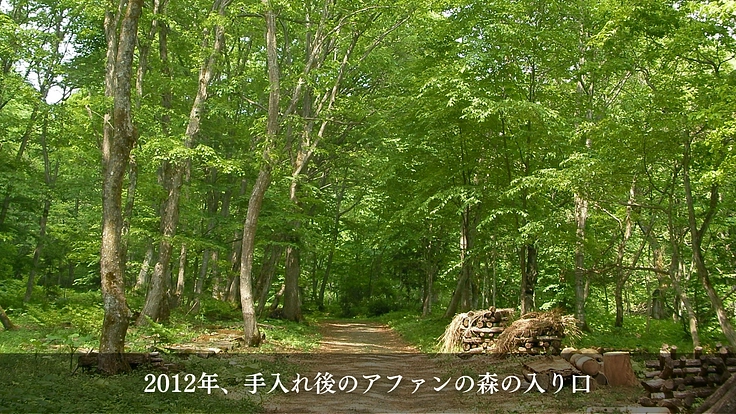 100年後の森の姿をアニメーションで描き、多くの人に伝えたい 4枚目