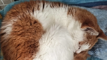 腎臓病ステージ4保護猫チャコの継続治療費のお願い のトップ画像