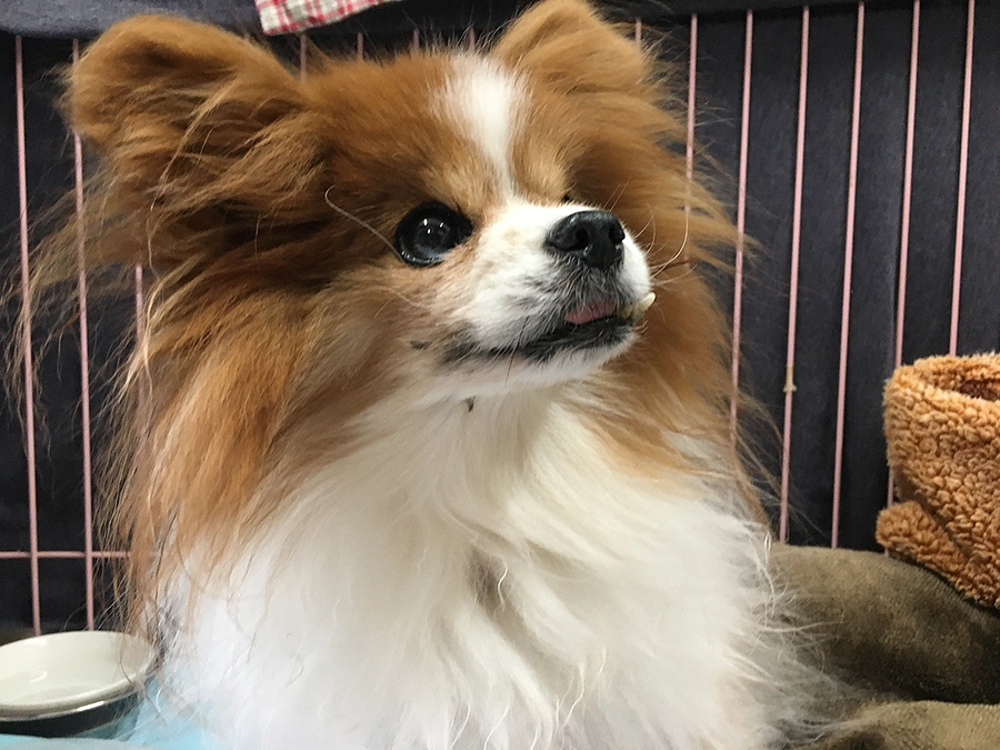 腸が弱いピーチは下痢が続くことがあります