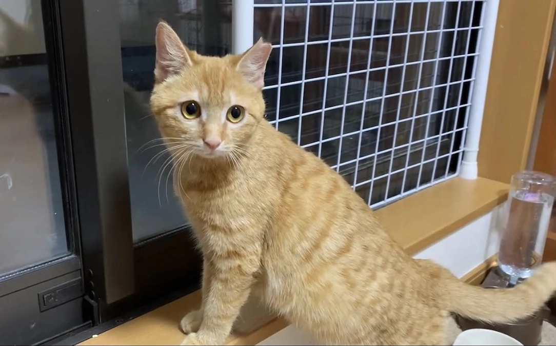 ひなちゃん（チャトラン）　正式譲渡です！