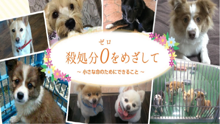 ～より多くの命を助けるために～　シェルター増設へ！