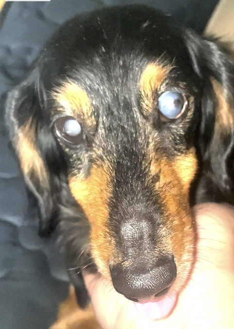 プロジェクト終了報告