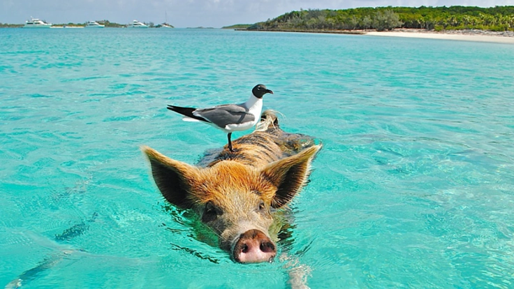 〜バハマと日本を繋ぐ〜　バハマ特化型の観光メディアを立ち上げたい