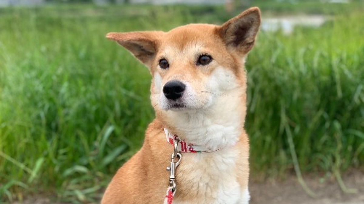 セラピードッグ希（のぞみ）が引退します。