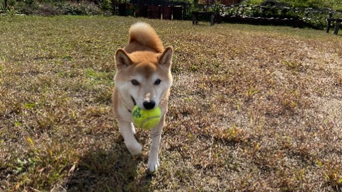 セラピードッグ海音（みおん）が引退します！　