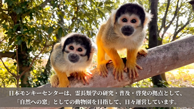 日本モンキーセンター|動物たちのくらしをまもり、未来へつなぐ! 2枚目