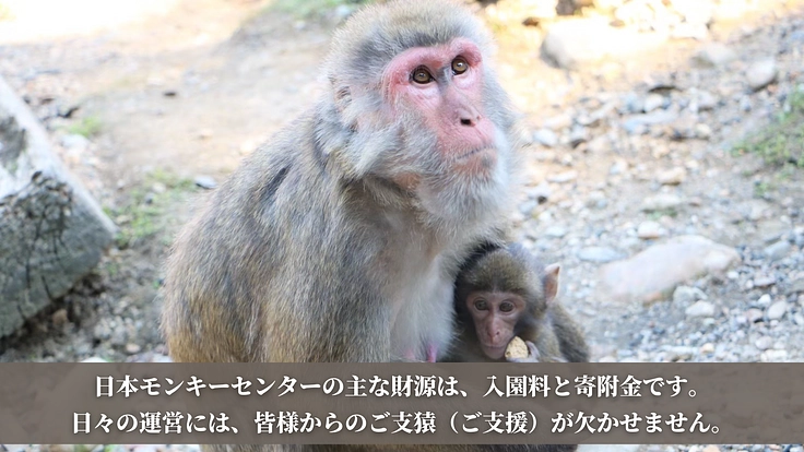 日本モンキーセンター|動物たちのくらしをまもり、未来へつなぐ! 3枚目