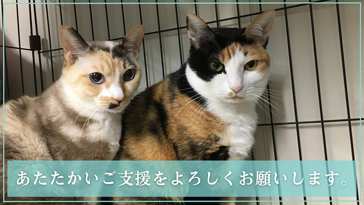 マザールーフが作った保護猫・犬にも優しい病院。更なる充実にご支援を 7枚目