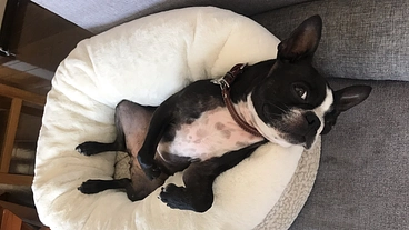 脳腫瘍と闘う愛犬「ベル」にご支援ご協力をお願い致します のトップ画像