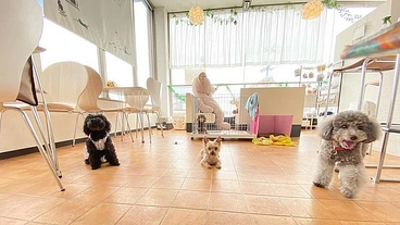 滋賀にある保護っ子カフェ「stellar」を継続させたい！！ のトップ画像