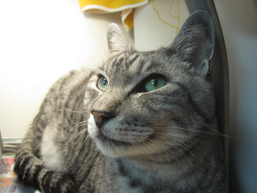 【4月5日23時がゴールです！】　猫からの１０のお願い