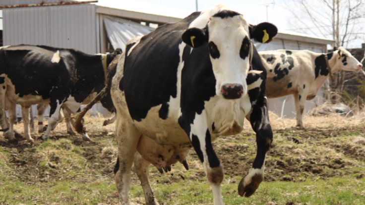 酪農漫画を小・中学校に寄贈したい！