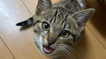 免疫介在性溶血性貧血の保護子猫鮪君の治療費のご支援をお願い致します のトップ画像