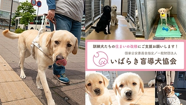 犬舎の改装で、盲導犬の候補たちがより快適に過ごせる環境を作りたい！ のトップ画像