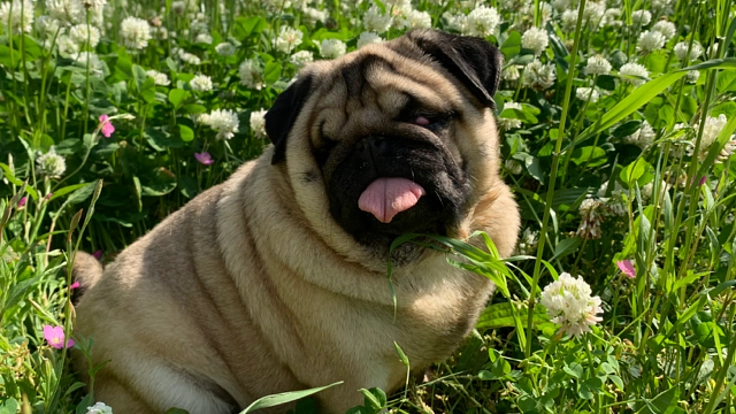 全盲のパグ3歳 先天性門脈シャントの手術費用をご支援ください