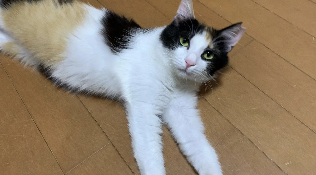 今週末は第67回　フェリシモ　猫の譲渡会に参加します！