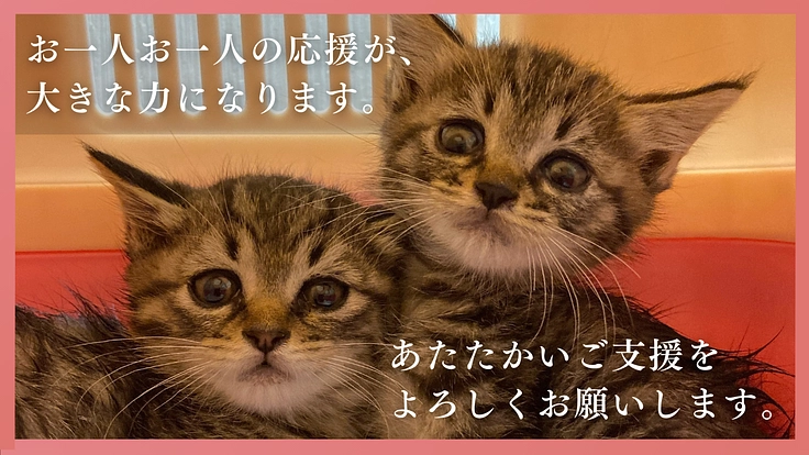 多頭飼育崩壊に歯止めを!行政施設内に「不妊手術専門病院」の開設へ 9枚目