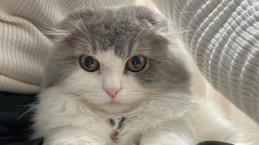 FIP発症スコティッシュ　生後5ヶ月　命を助けてください のトップ画像