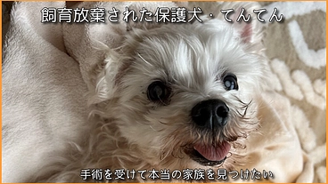 白内障が進行し失明の危険、手術費用のご支援をお願いします！ のトップ画像