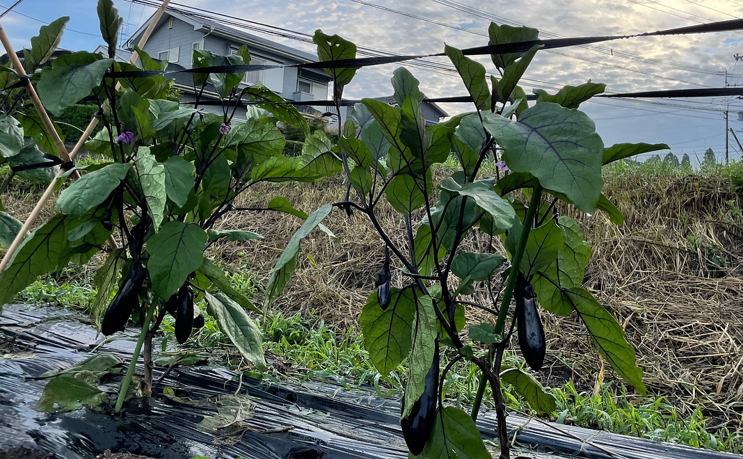 新鮮初夏の野菜