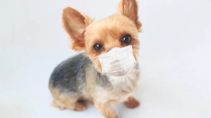 コロナでペットホテル経営の継続危機を助けて下さい。