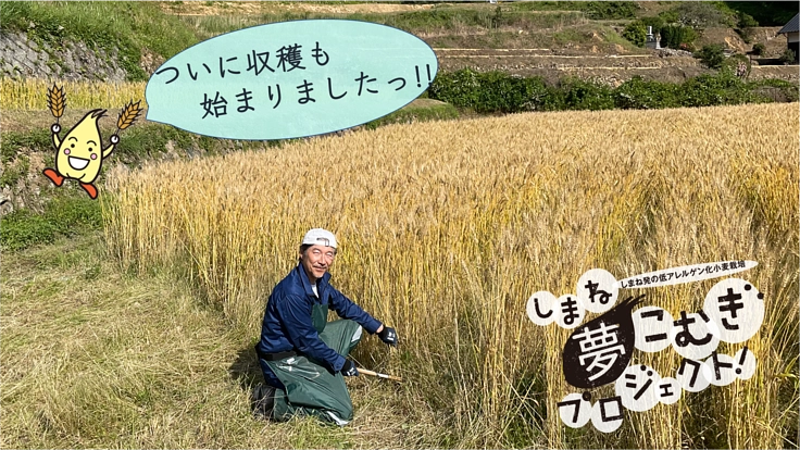 棚田百選の地を復活させたい！しまね発の低アレルゲン化小麦栽培