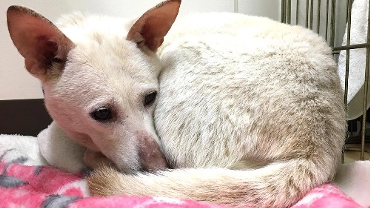 【第二目標500万円に挑戦中！】避妊手術から退院した白い雌犬がマザールーフの部屋へやって来た！